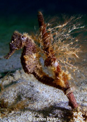 My new addiction!! Sea Horses..This beautiful stallion wa... by Carlos Pérez 